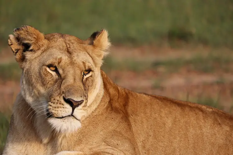 dream of lion protecting me dream of lion protecting me