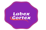 Labex 皮質