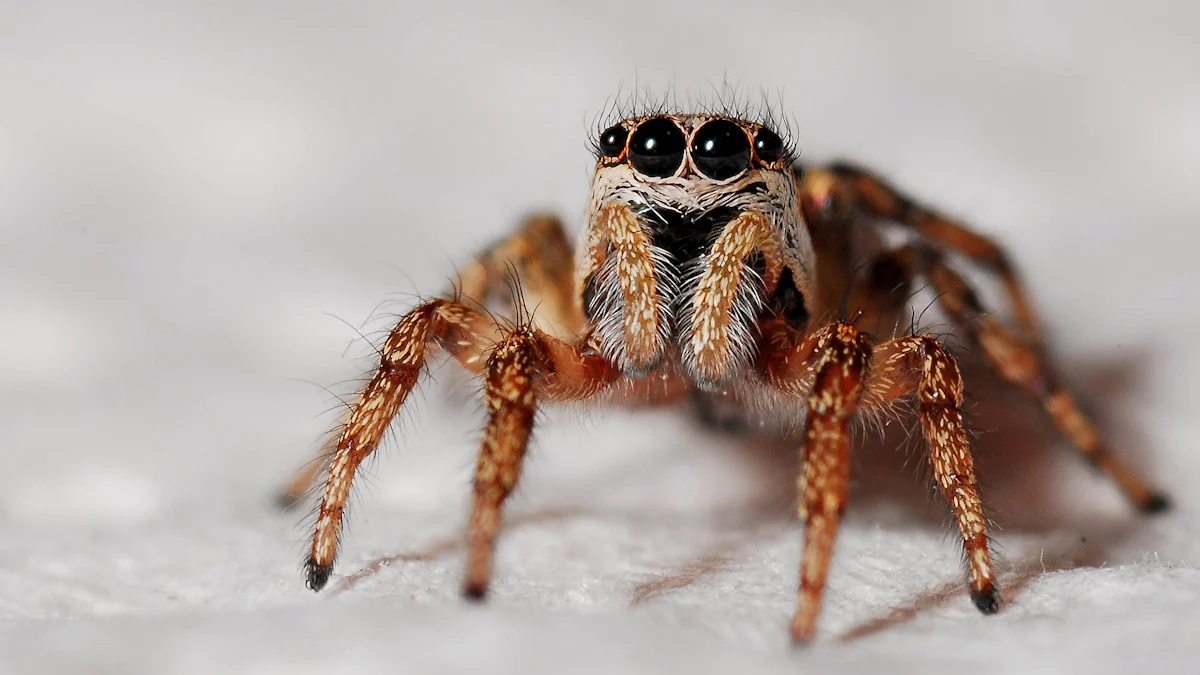 Dream About Spiders Reveals Secrets Of Your Mind