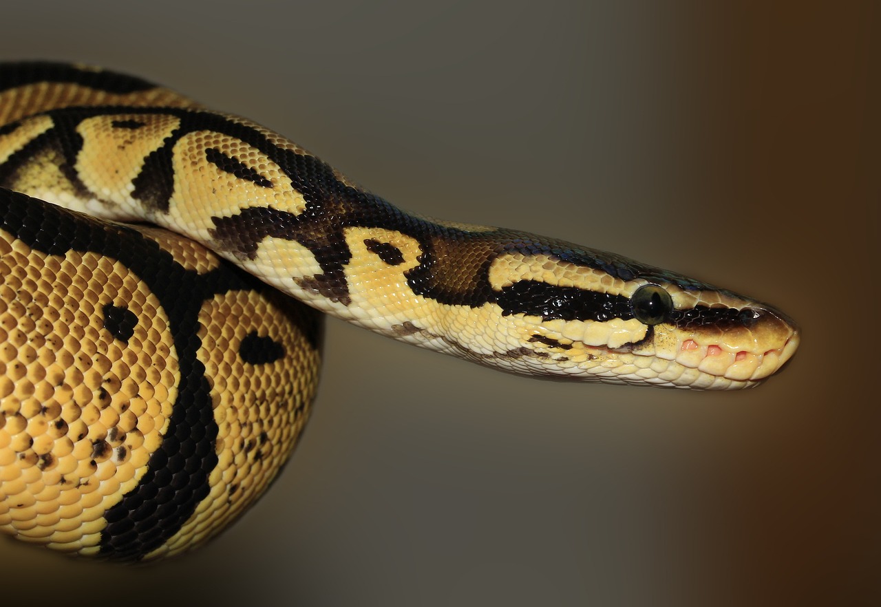 Spiritual Interpretations of Snake Dreams