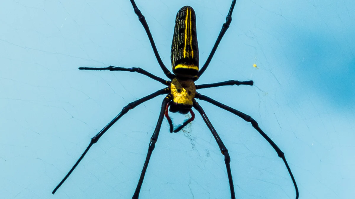 Cultural and Spiritual Meanings of Spider Dreams