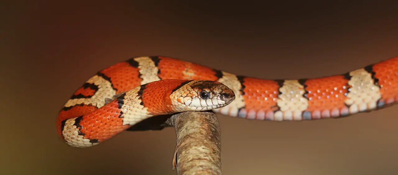 Dream About Snakes? Discover Their Hidden Meanings